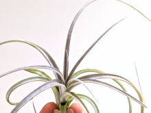 Curly Air Plant Tillandsia Exserta Airplant Airplants Hanging Wall Plant Sale